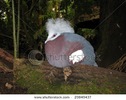 stock-photo-western-crowned-pigeon-or-common-crowned-pigeon-goura-cristata-29849437