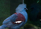 victoria_crowned_pigeon