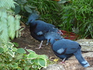 victoria-crowned-pigeon