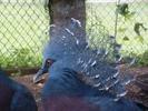 victoria-crowned-pigeon-goura-victoria