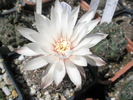 Gymnocalycium mesopotamicum - 01.07