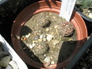 Gymnocalycium mesopotamicum - pui