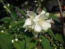 P6030095