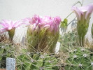 Acanthocalycium violaceum