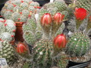 kaktuszok 2010 jun.25 081