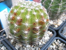 Echinopsis Chico Mendez - 01.07