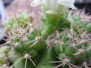 kaktuszok 2010 jun.25 103