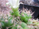 kaktuszok 2010 jun.25 104