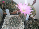 Lobivia wrightii - 01.07