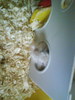 Hamster Duky