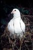 Columba_livia_2