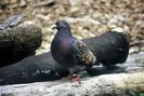 Columba_livia_3