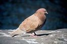 Columba_livia_4