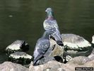 Columba_livia_7