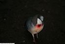 Columba_luzonica_1
