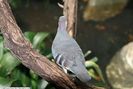 Columba_luzonica_3