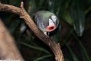 Columba_luzonica_4