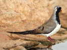 Dove,%20Namaqua%20Braam%20Collins