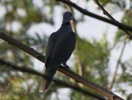 dove,%20red-eyed%2012-04