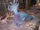 Gouria_071903_2