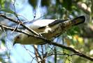 pied-imperial-pigeon