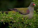 Pigeon,%20African%20Green-%201%20Braam%20Collins