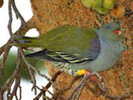 Pigeon,%20African%20Green-%202%20Braam%20Collins