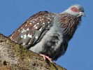 Pigeon,%20Speckled%20Nickolay%20Stanev