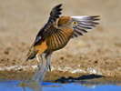 Sandgrouse,%20Burchell\'s%20Johan%20Swanepoel