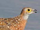 sandgrouse,%20spotted%20%20Nico%20Smit%202