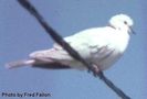 Streptopelia_risoria_0
