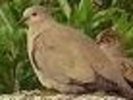 bareeyedgrounddove