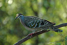 commonbronzewing