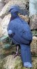 crownedpigeon