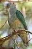 dwarffruitdove