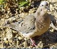 eareddove