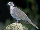 eurasiancollareddove