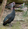 guineafowl_J218258