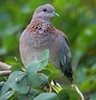 laughingdove