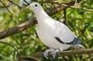 marquesanimperialpigeon