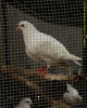 Picassos-peace-dove_J210195