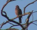 redbilledpigeon