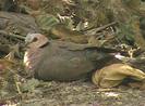 redeyeddove
