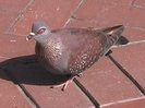 speckledpigeon