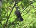 srilankawoodpigeon
