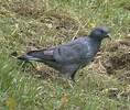stockdove