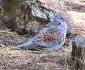 turtledove