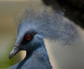 220px-Western_Crowned_Pigeon