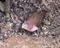 greyfrontdove