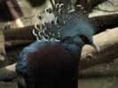 New_Guinea__s_Gem___Pigeon_by_roamingtigress